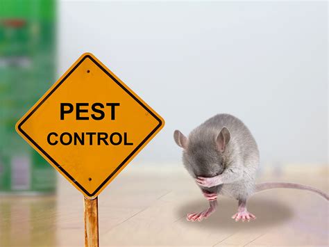 Pest control wyndham  Eliminate the pests with Nifty Pest Control service in Wyndham Vale